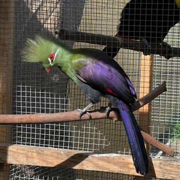 persa guinea turaco