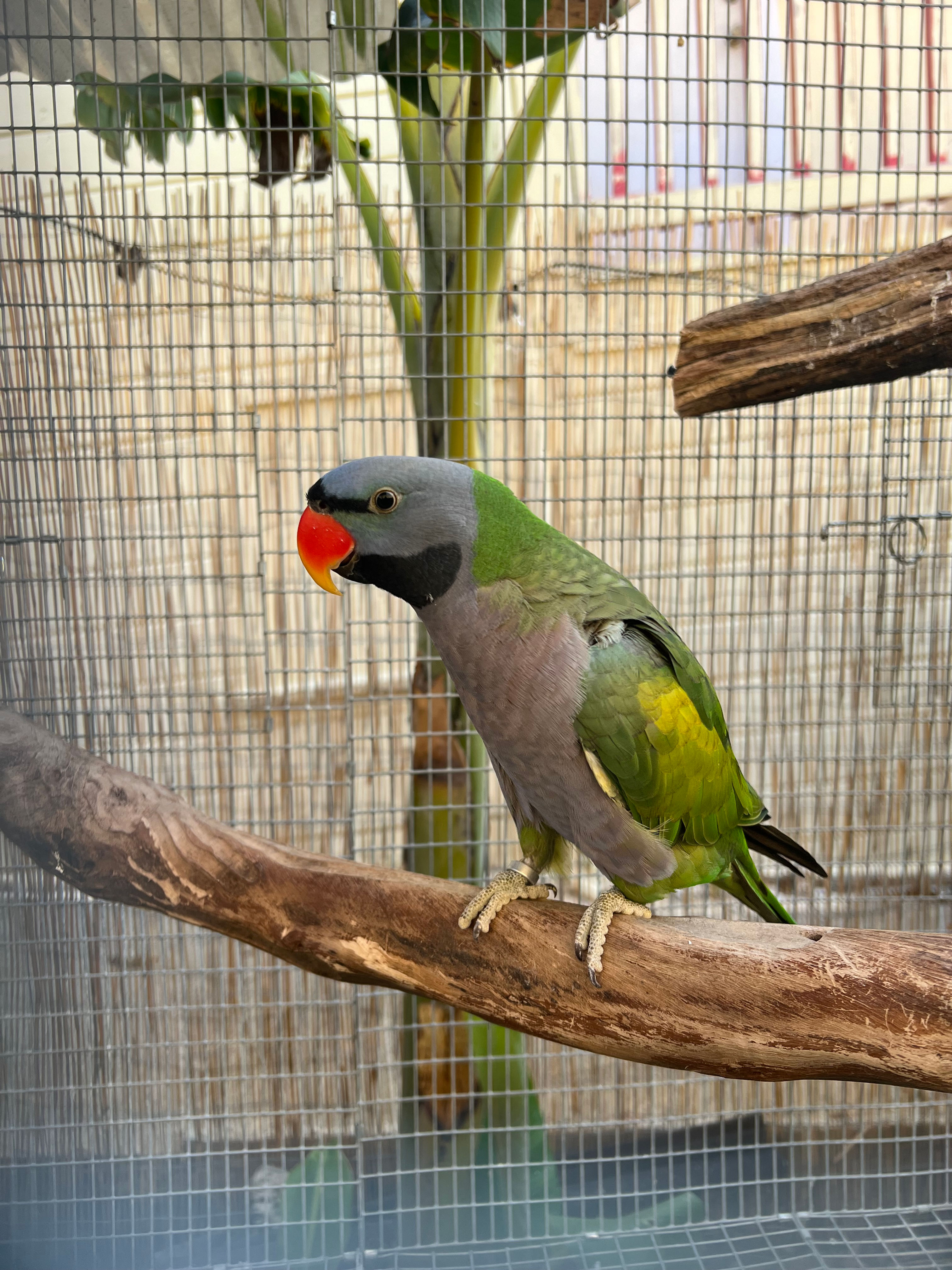 Derbyan Parakeet