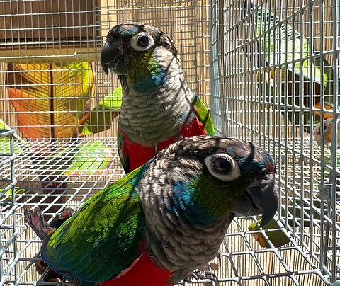 Crimson Bellied Conure