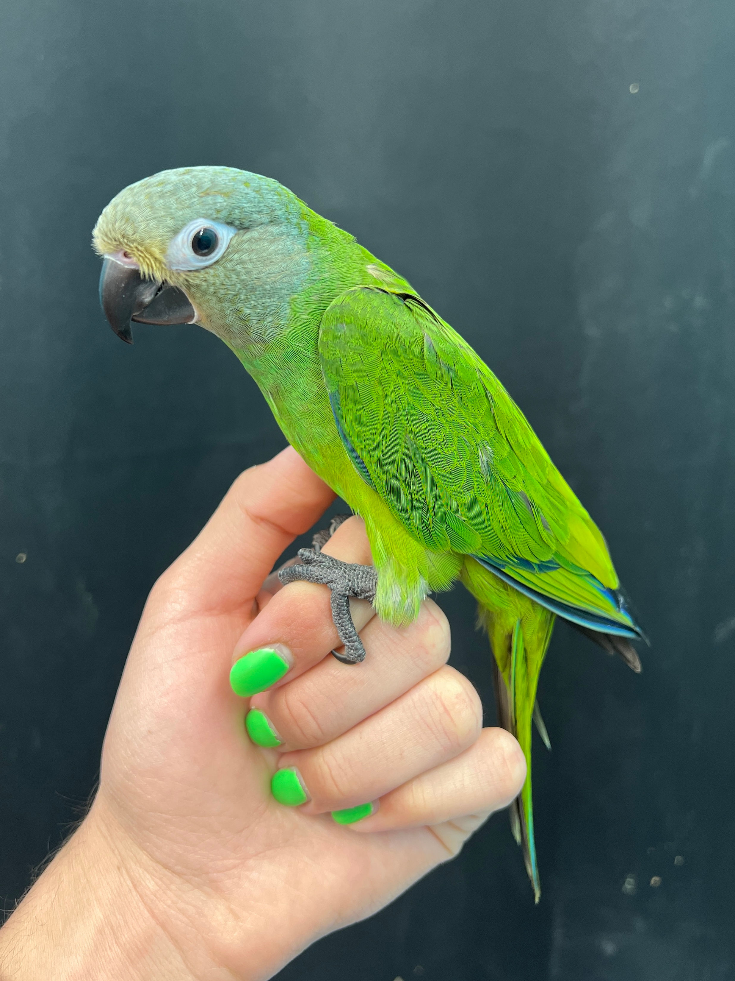Dusky Conure