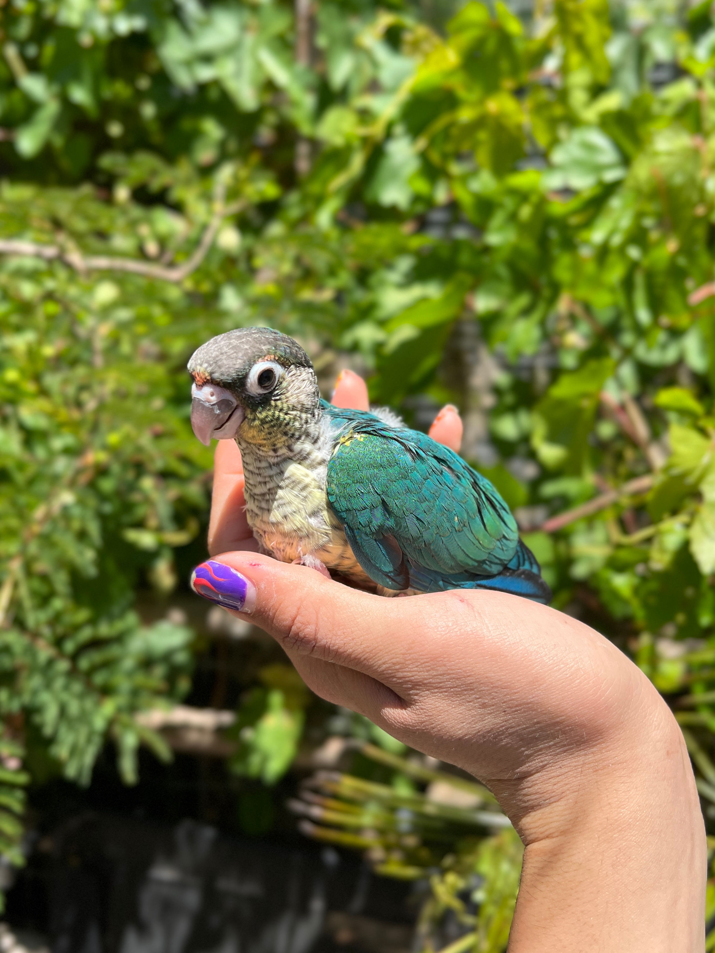 Green Cheek Conure (Turquoise Yellowsided)