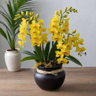 Yellow orchid plant in a black pot on a wooden table