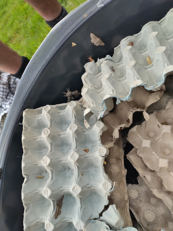 There were well over a 100 moths in the trap.