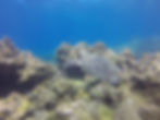 Tortue verte