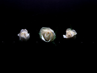 DSC_7270.jpeg