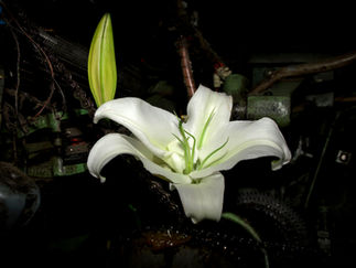 Les Fleurs Du Mal.jpeg