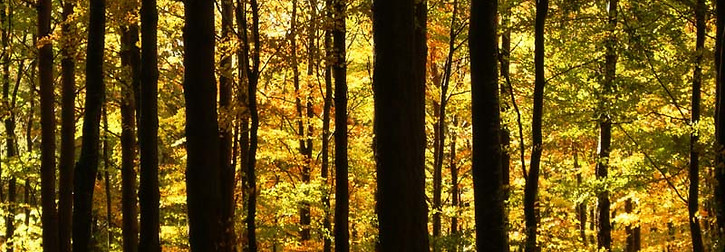 Autumn beech woods lit up by sunlight