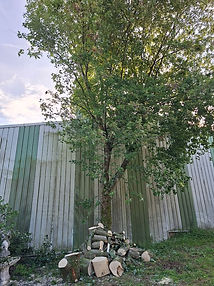 Photo d'un élagage pratiqué au Petit-Quevilly
