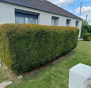 photo de haie taillée par l'entreprise SGE à Dieppe