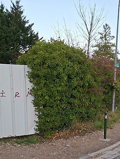 Photo d'un chantier de taille de l'entreprise SGE à Beauvais avant