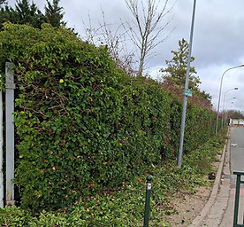 Photo d'un chantier de taille de l'entreprise SGE à Beauvais après