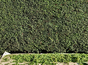 Photo d'une haie taillée