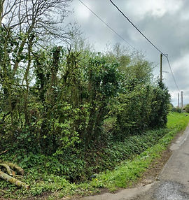 Photo d'élagage réalisé par l'entreprise SGE au Pays de Bray