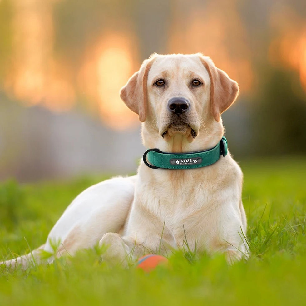 Thumbnail: Didog™ | Custom Engraved Collar | Silent ID Series
