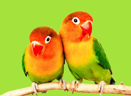 Parrots_edited.jpg