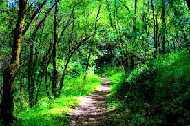 Insight into a Forest Bathing invitation