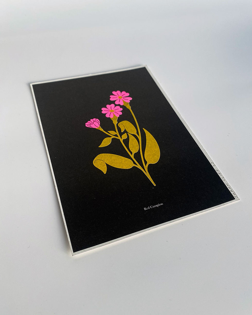 Thumbnail: Sarah Cliff - 'Red Campion'