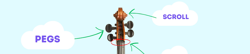 the scroll and the pegs of a violin chart