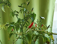 DSCF3261.JPG