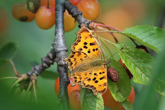 Farfalla cigliegie.JPG