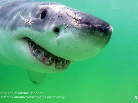 Don's Outer Cape Calendar for March 18