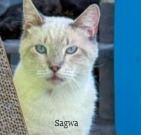Sagwa_edited_edited.jpg