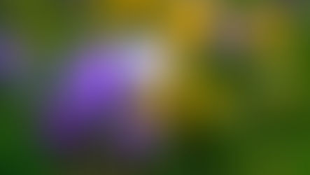 A Message from Yamada Sensei 