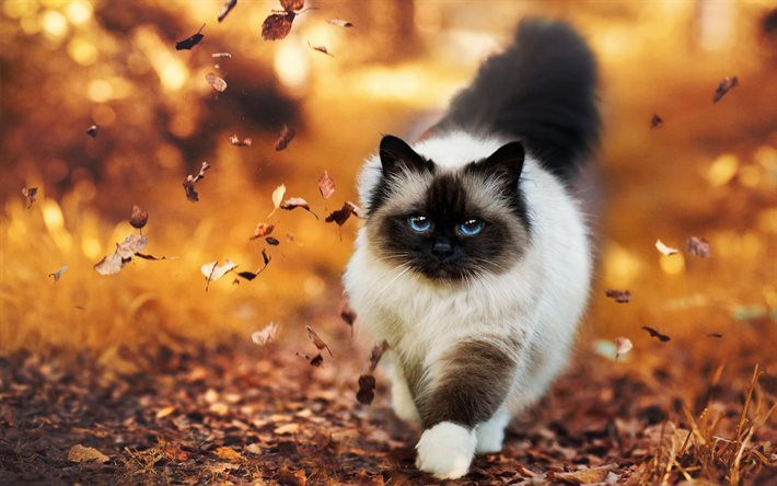 thumb2-cat-autumn-yellow-leaves-white-ca