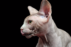 sphynx-los-gatos-mas-raros-del-mundo_149