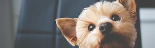 cuando-cortar-pelo-perro-2.jpg.png
