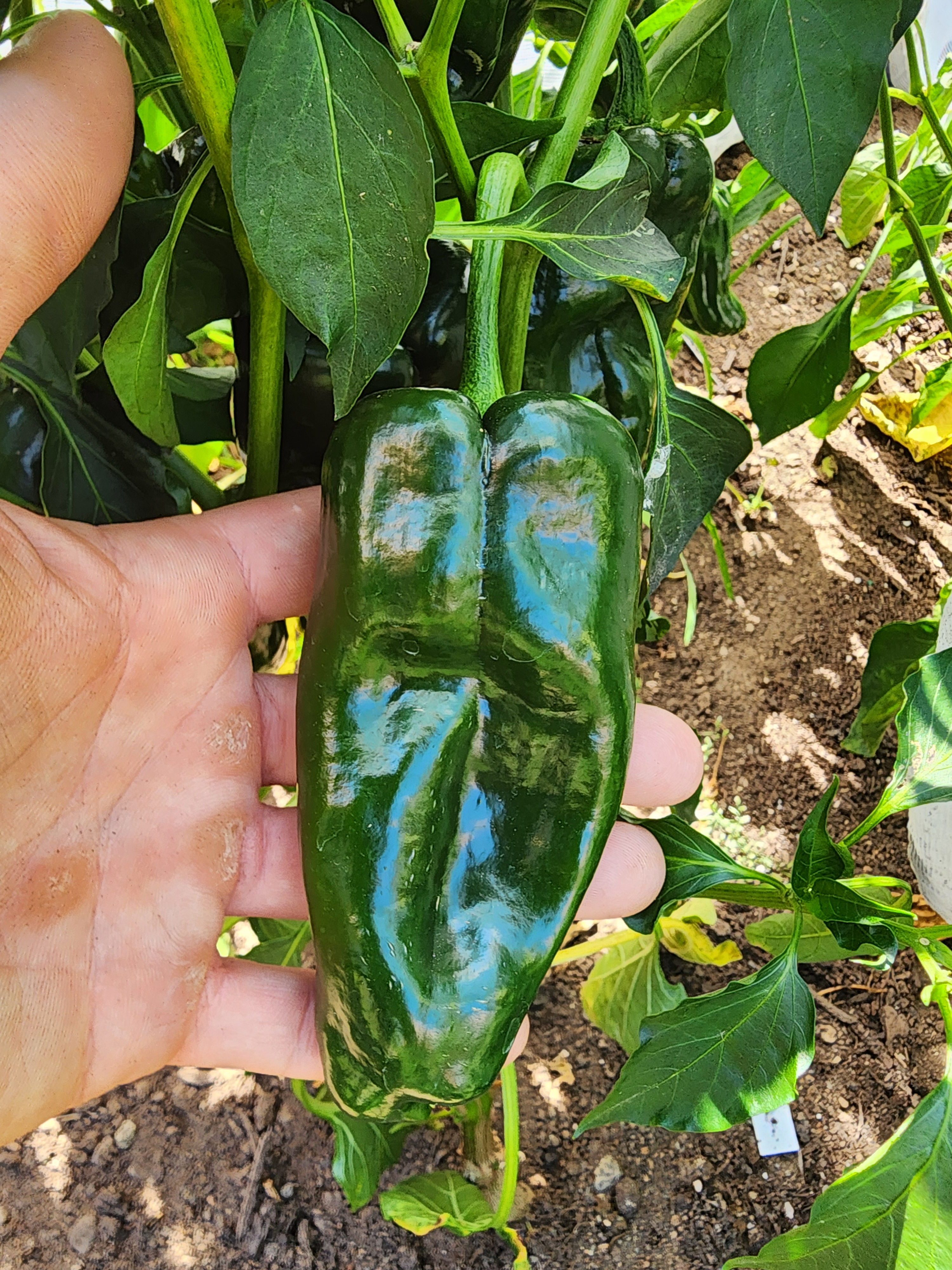 Poblano Pepper