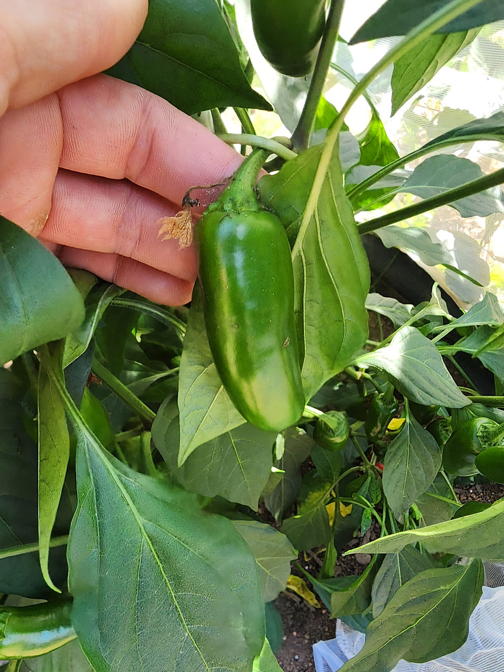 Early Jalapeño