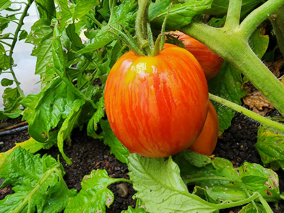 Thumbnail: Striped Roma Tomato