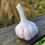 Thumbnail: Chesnok Red Garlic  (1 Pound) - Medium 1.5 - 2 Inches