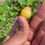 Thumbnail: Yellow everglades tomato seeds (Rare)