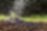 water-falling-plant_23-2147609758.jpg