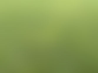 So erkennst du Poa trivialis im Rasen 🔍