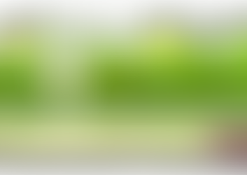 🌱 Rasen-Pflegekalender gegen Schneeschimmel (Mitteleuropäisches Klima)