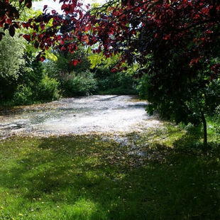 Staunässe auf dem Grundstück