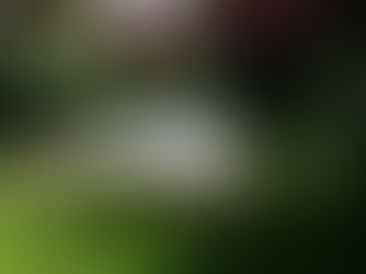 Staunässe auf dem Grundstück