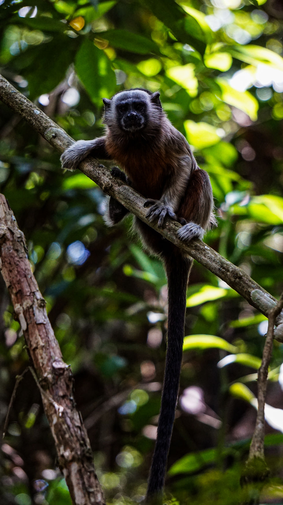 titi gris vertical.jpg