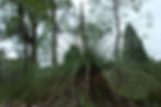 Merriwa Upper Hunter Swamp Grass