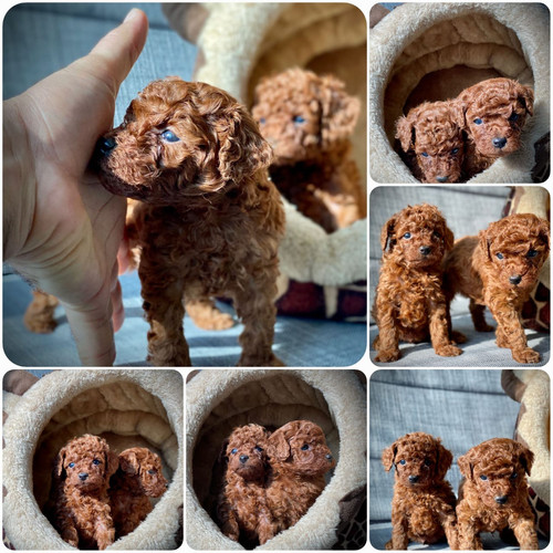 Toy poodle amazingpetslife