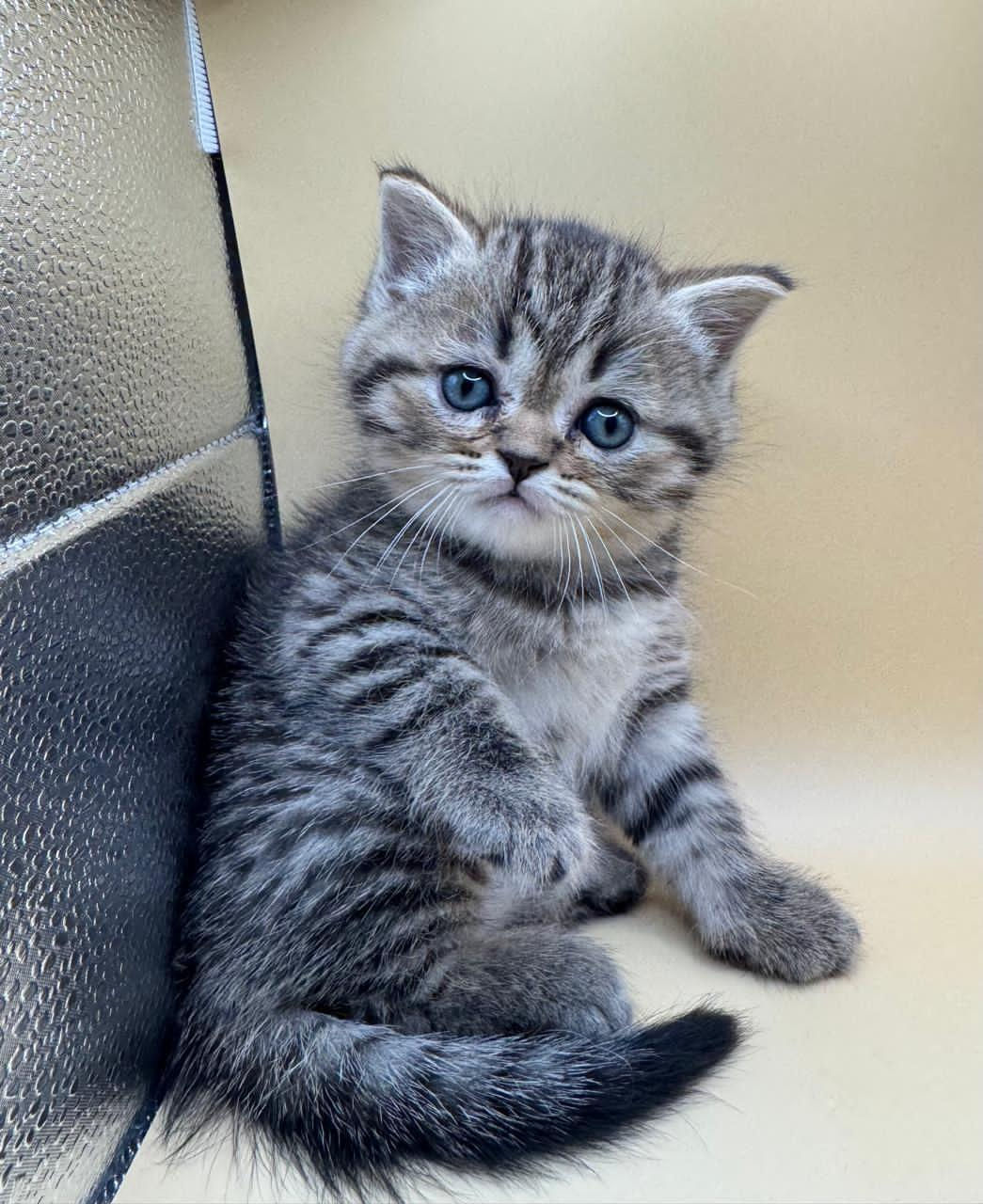 Tabby British short hair 