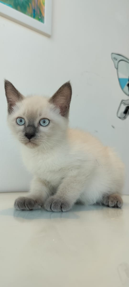 Thumbnail: Siamese 