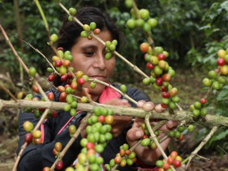 Aprueban nueva legislación para potenciar sector cafetero