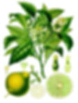 A hand drawing of the Bergamot plant and fruit. Green in colour and illustrative in style.
