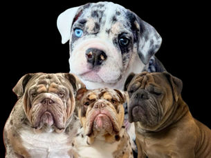 A Day in the Life of Barkley Tha Bulldog