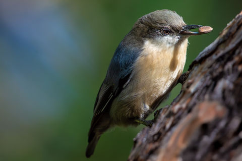 Un petit oiseau se tient sur un tronc d'arbre avec une graine dans son bec.