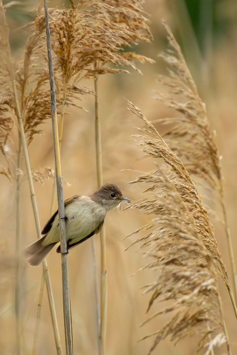Un oiseau beige dans les roseaux beiges semble attraper un insecte